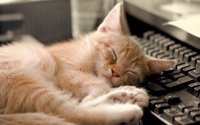 cat-sleeping-in-funny-way-on-keyboard